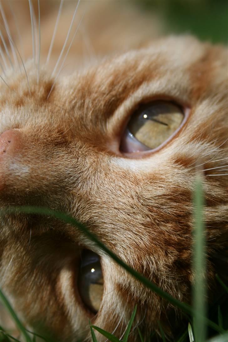 Maine Coon Kicki - Rest in love billede 12