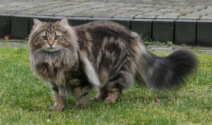 Norsk Skovkat Bergedorf's Brown Sugar billede 1