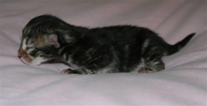 Norsk Skovkat Bergedorf's Brown Sugar billede 2