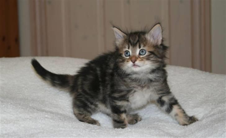 Norsk Skovkat Bergedorf's Brown Sugar billede 3