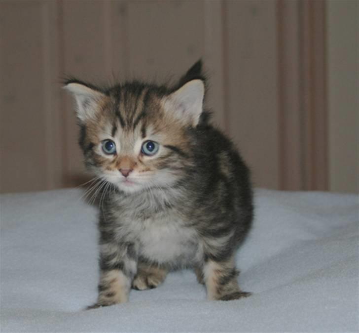 Norsk Skovkat Bergedorf's Brown Sugar billede 4