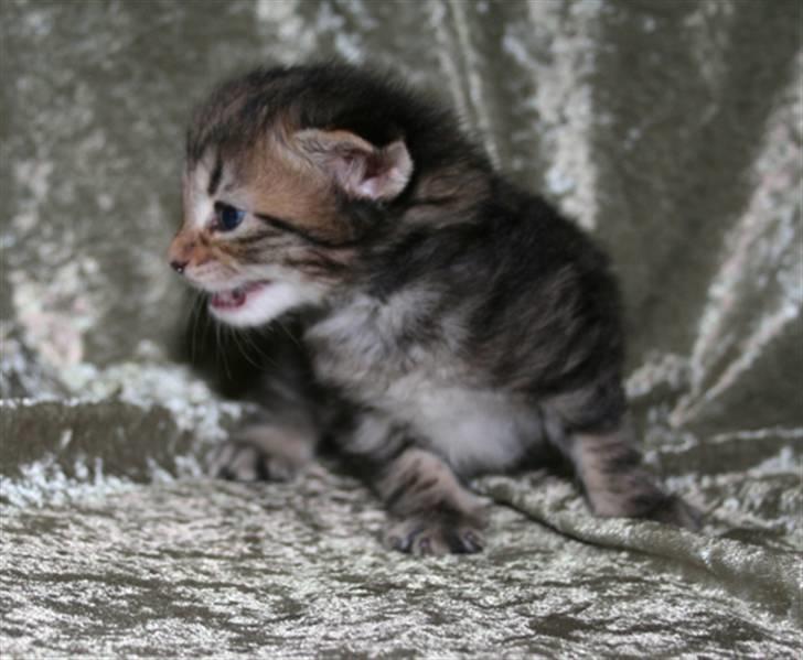 Norsk Skovkat Bergedorf's Brown Sugar billede 5