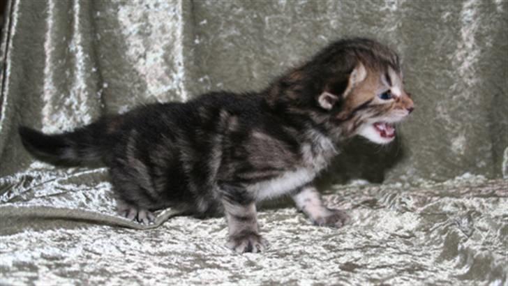 Norsk Skovkat Bergedorf's Brown Sugar billede 6