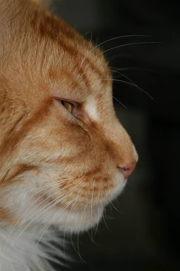 Maine Coon Kicki - Rest in love billede 13