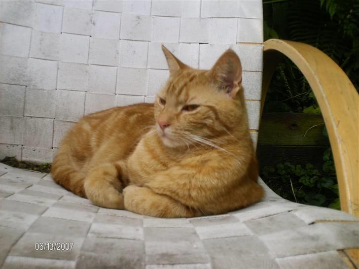 Huskat Bet Ski (min søsters kat) - 20) Tilbagelænet. billede 19