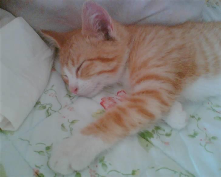 Blanding af racer omally*nye billeder* - han VAR en lille misse killing. nu er han sumo bryder billede 5