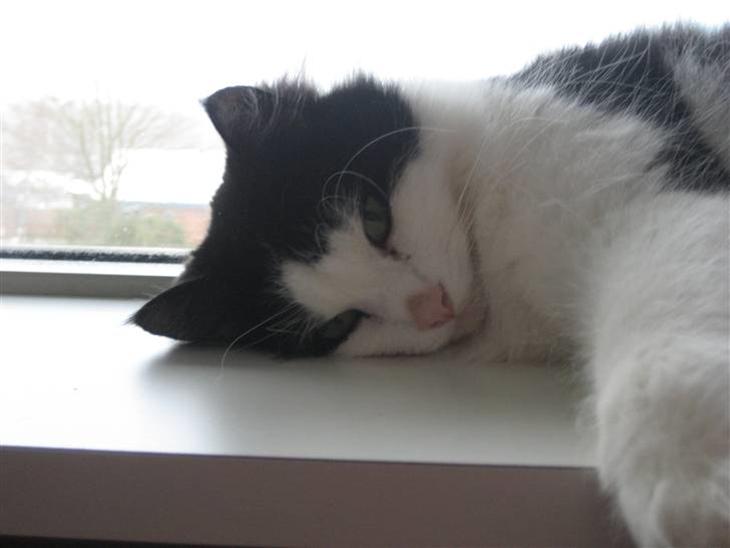 {{currentPhoto.altText}} billede {{currentPhoto.number}}