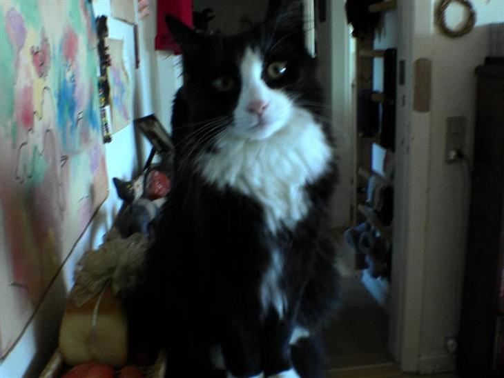 {{currentPhoto.altText}} billede {{currentPhoto.number}}