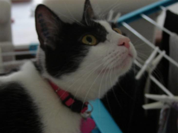 Huskat Baby (/Feya)  23/6-2006 - 28/7-2018.  - Portræt. billede 1