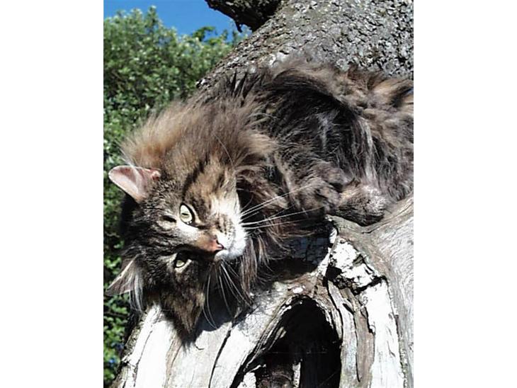 Norsk Skovkat Bastian - DK*Ec.DM Silverwood´s Big Brown Bastian billede 1