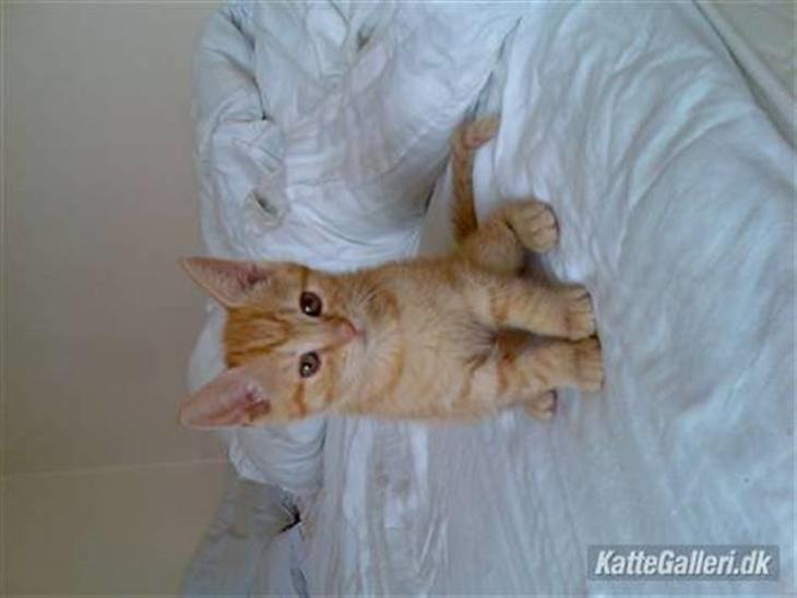 {{currentPhoto.altText}} billede {{currentPhoto.number}}