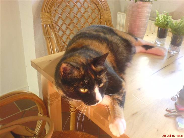 {{currentPhoto.altText}} billede {{currentPhoto.number}}