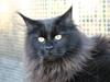 Maine Coon Chilli