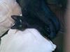 Huskat Blackie