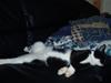 Huskat Basse