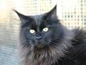 Maine Coon Chilli