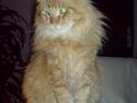 Maine Coon Victor