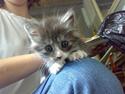 Maine Coon Noah-Maia