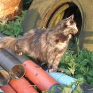 Maine Coon Sammy P.