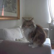 Maine Coon Cuba R.I.P 2008