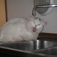 Blanding af racer Prins Simon