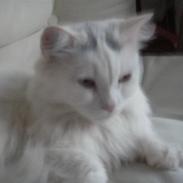 Blanding af racer Prins Simon