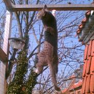 Huskat misja dalgaard