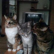 Huskat misja dalgaard