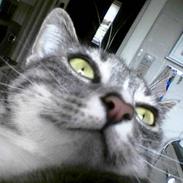 Huskat misja dalgaard