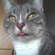 Huskat misja dalgaard