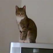 Huskat misja dalgaard