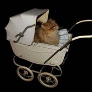 Perser Hassellidens Miadora