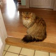 Perser Hassellidens Miadora