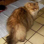 Perser Hassellidens Miadora