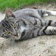 Blanding af racer Shakira