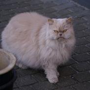 Perser gismi cannabinola