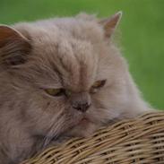 Perser gismi cannabinola