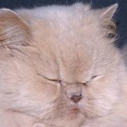 Perser gismi cannabinola