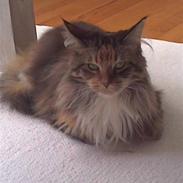 Maine Coon Cuba R.I.P 2008