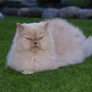 Perser gismi cannabinola