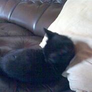 Huskat Blackie