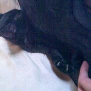 Huskat Blackie