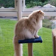 Perser gismi cannabinola