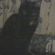Huskat cassie og tøsen
