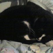 Huskat cassie og tøsen