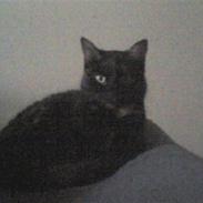 Huskat cassie og tøsen