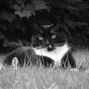 Blanding af racer Oliver 