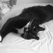 Blanding af racer Oliver 