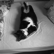 Blanding af racer Oliver 