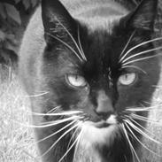 Blanding af racer Oliver 